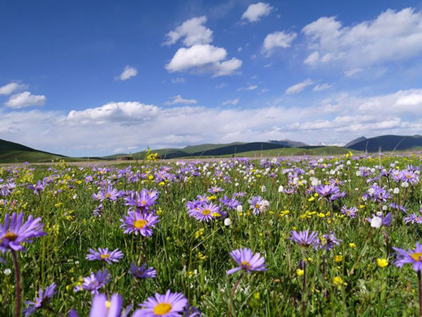 成都租車(chē)川西北環(huán)線(xiàn)6日游+草原花海+佛國(guó)色達(dá)